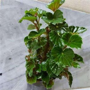  گل بگونیا 6725