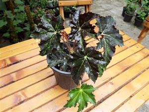  گل بگونیا 6723