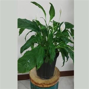 ارسال گل اسپاتی فیلوم 6569