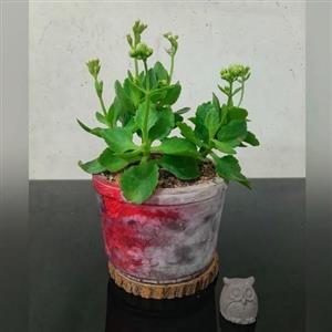  گل کالانکوئه 7063