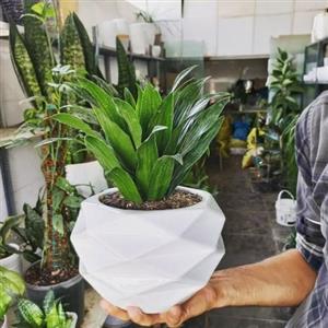  گل دراسنا 6859