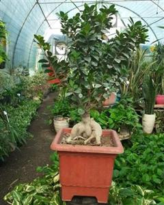 گل بونسای جنسینگ  6781