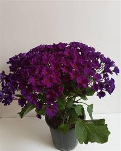 ارسال گل سینره 6962