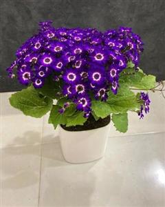 فروش گل سینره 6961