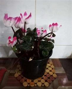  اینترنتی گل سیکلامن 6948