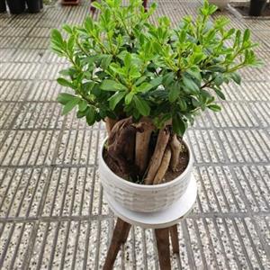  گل بونسای بزرگ 6779