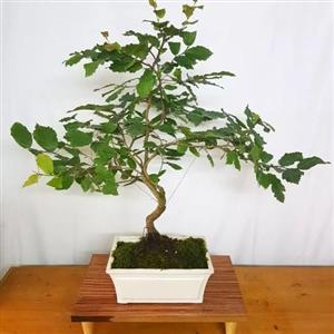  گل بونسای 6770