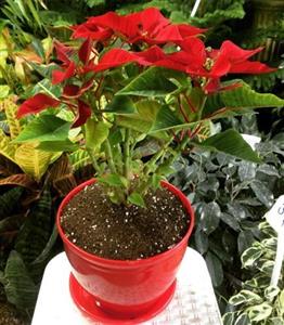  آنلاین گل کریسمس 6743