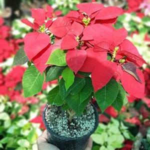 ارسال گل کریسمس 6741