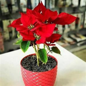  گل کریسمس 6740