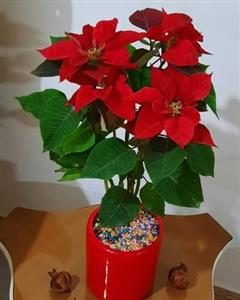  گل کریسمس 6739