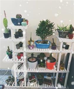 استند گل ستیا کد 232