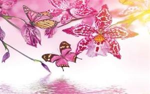 پوستر دیواری بک گراند گل و پروانه صورتی کد f-8930