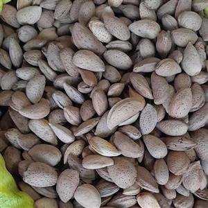 بادام سنگی درجه یک فله ای