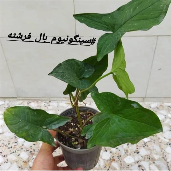 سینگونیوم پنجه غازی