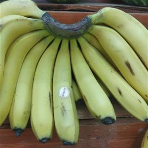 موز درجه یک