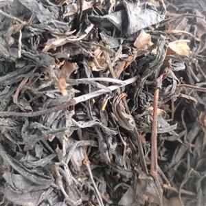 چای بهاره درجه یک