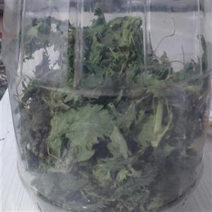 گزنه سبلان'100 گرم طبیعی کاملا وحشی سالم