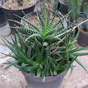 کاکتوس هاوارتیا گورخری مادری