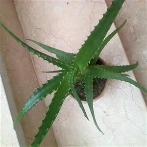 کاکتوس شاخ گوزنی