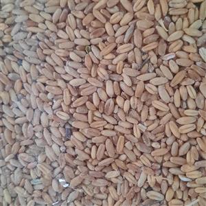گندم (دان پرندگان)500 گرمی
