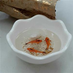 حوض ماهی نقاشی شده