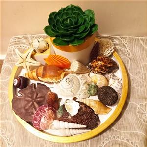 یک پک زیبای صدف با رنگهای کاملا طبیعی مناسب دکوراسیون ، عکاسی و تزیینات