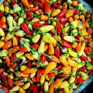 ترشی فلفل مکزیکی (فلفل رنگی های گیلاسی و کوچولو)