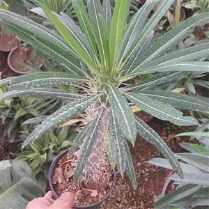نخل ماداگاسکار