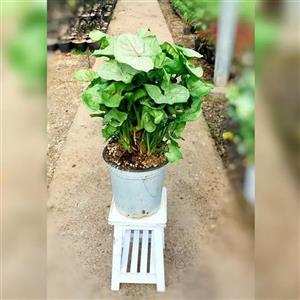 سینگونیوم کاهویی سبز  پر برگ
