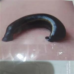 زالو طبی یک عدد