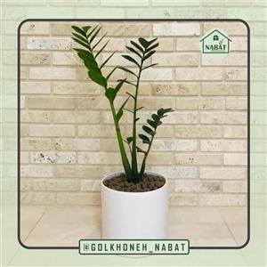 گیاه زاموفیلیا سبز