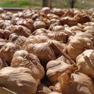 سیر سیاه فله ای 1 کیلو گرمی  کیفت عالی  تولید شده از سیر همدان