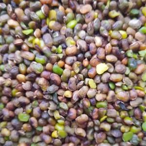 مغز پسته کوهی بنه