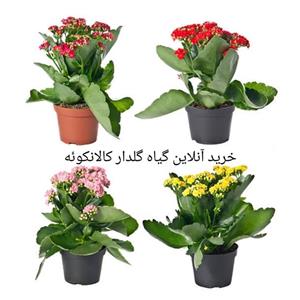 خرید آنلاین 4 عدد گیاه گلدار پرفروش کالانکوئه Kalanchoe با گلهای زیبا