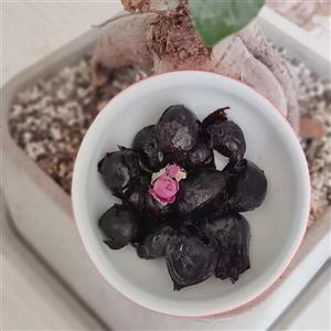 سیر ترشی 45ساله طعم بی نظیر ترش و شیرین،بافت نرم، یک کیلو گرمی با ضمانت