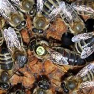 فروش کلونی لاین کارنیکا سری B ارسال با کندوچه فومی