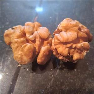 گردوی ناب الشتر