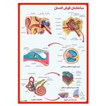 پوستر آموزشی چاپ پارسیان طرح ساختمان گوش انسان کد 003