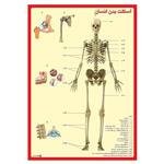 پوستر آموزشی چاپ پارسیان طرح اسکلت بدن انسان کد 002