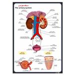 پوستر آموزشی چاپ پارسیان طرح دستگاه دفع ادرار کد 026
