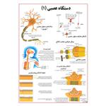 پوستر آموزشی چاپ پارسیان طرح دستگاه عصبی کد 004