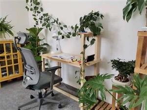 میز تحریر روستیک آقای نجار