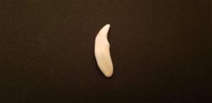 دندان گرگ نر (اصل)