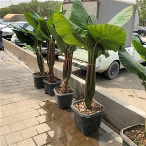 بابا آدم ( آلوکازیا ) تنه قرمز گیاه آپارتمانی سایز بزرگ بسیار با کیفیت و زیبا