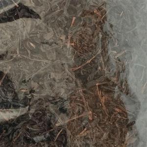 چای سیاه ایرانی قلم