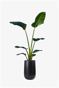گل سفید نیکولای گیاه آپارتمانی