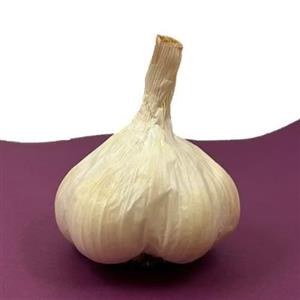 سیر همدان پاک شده و تمیز (100کیلو)