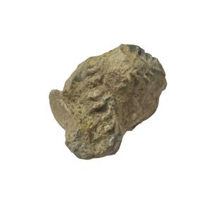 سنگ راف آمیتیست مدل فسیلی 