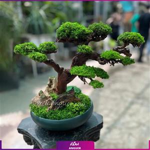 درخت و درختچه بنسای با متریال طبیعی و خزه جاودان با ماندگاری چندین ساله